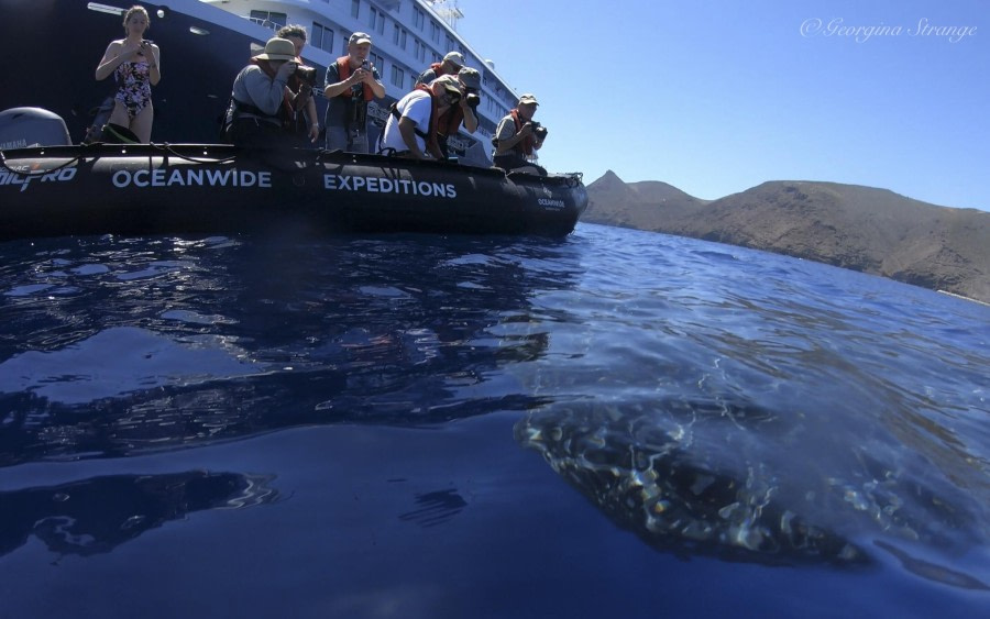 HDS31-24, Day 23, GH011787 OEX whale shark © Georgina Strange - Oceanwide Expeditions.jpg