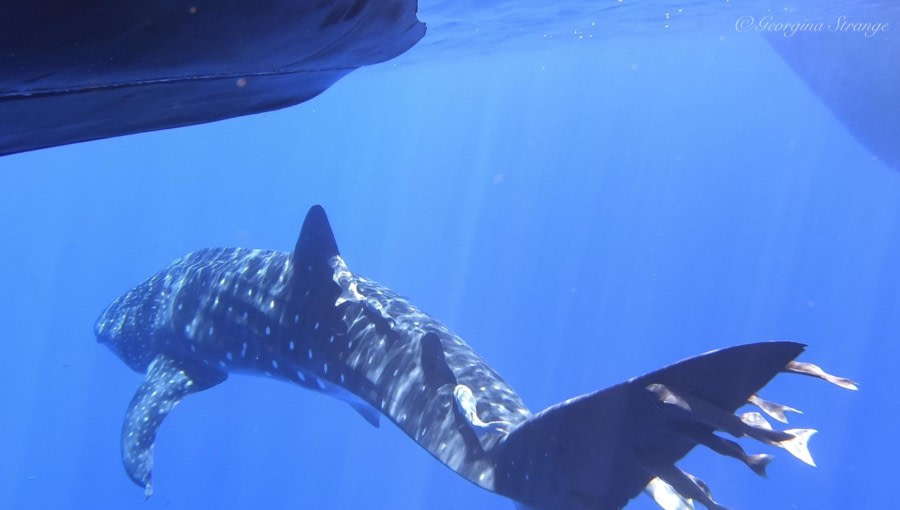 HDS31-24, Day 23, Screenshot 2024-04-24 at 5.08.35 pm © Georgina Strange - Oceanwide Expeditions.jpg