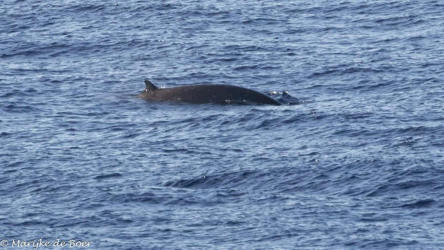 HDS31-24, Day 24, CUviers beaked whale_20240420-398A8843 © Marijke de Boer - Oceanwide Expeditions.jpg