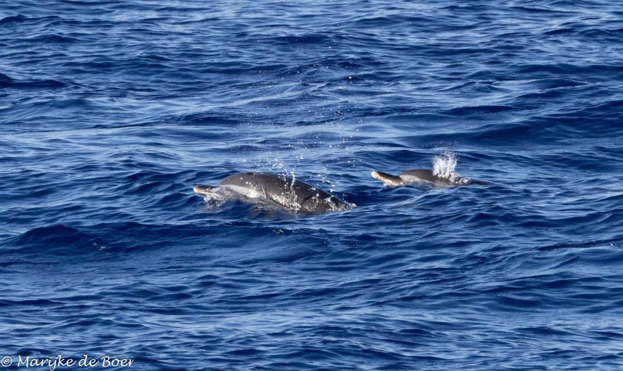 HDS31-24, Day 24, Pantropical spotted dolphin_20240420-398A8776 © Marijke de Boer - Oceanwide Expeditions.jpg