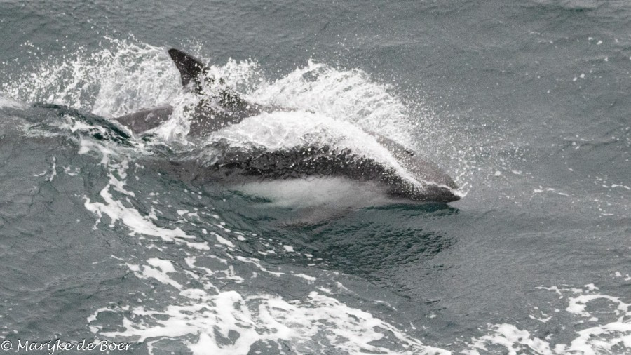 HDS31-24, Day 2, Peales dolphin_20240329-398A6276 © Marijke de Boer - Oceanwide Expeditions.jpg