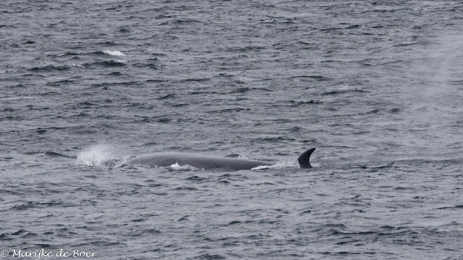 HDS31-24, Day 2, Sei whale_20240329-398A6214 © Marijke de Boer - Oceanwide Expeditions.jpg