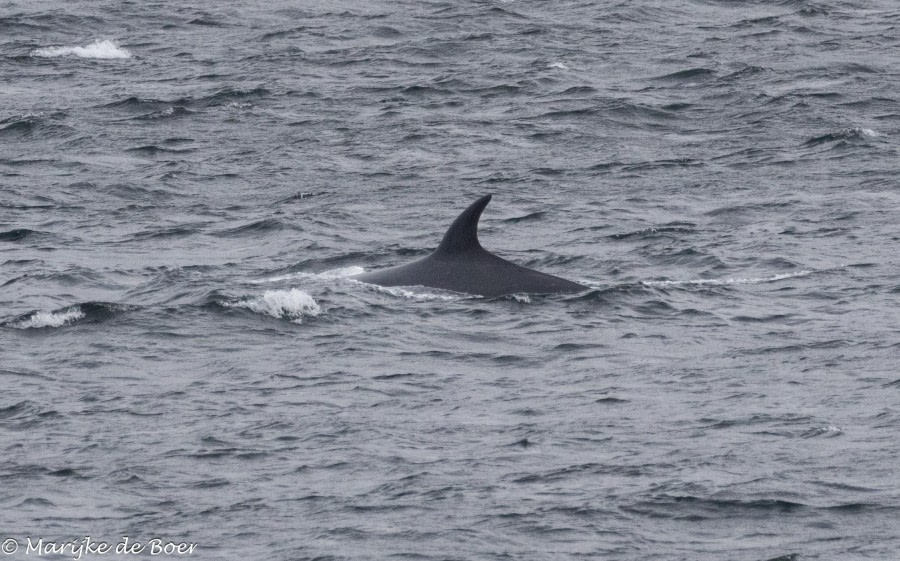 HDS31-24, Day 2, Sei whale_20240329-398A6218 © Marijke de Boer - Oceanwide Expeditions.jpg