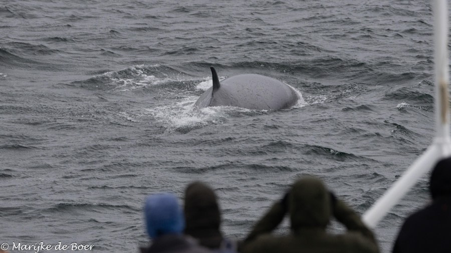 HDS31-24, Day 2, Sei whale_20240329-398A6255 © Marijke de Boer - Oceanwide Expeditions.jpg