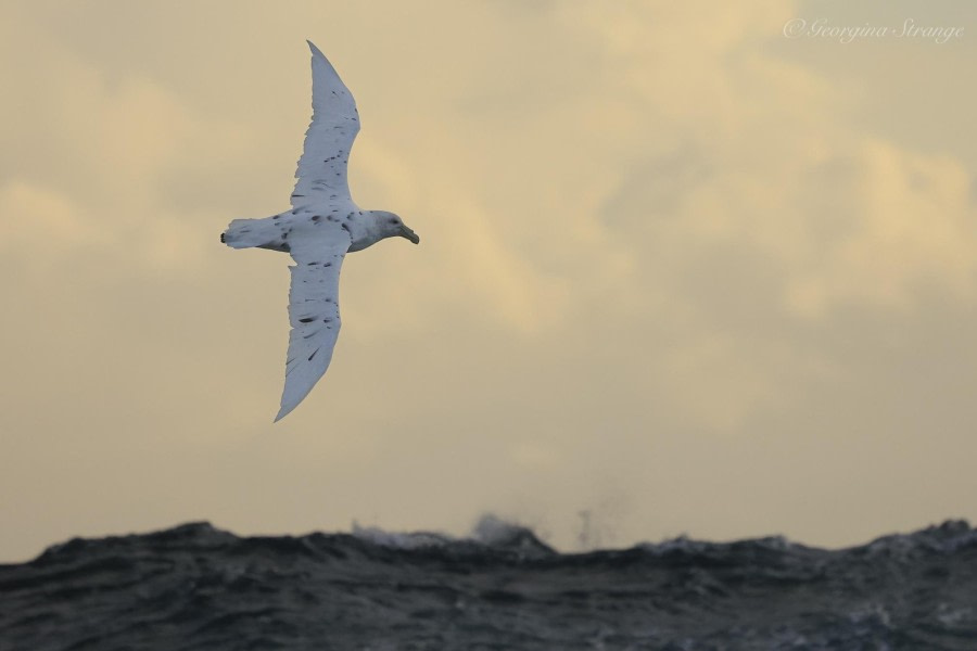 HDS31-24, Day 3, 5A8A2370-Edit © Georgina Strange - Oceanwide Expeditions.jpg