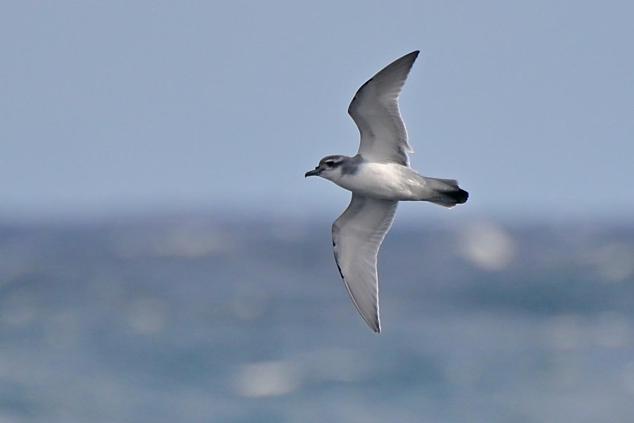 At Sea – Scotia Sea towards South Georgia