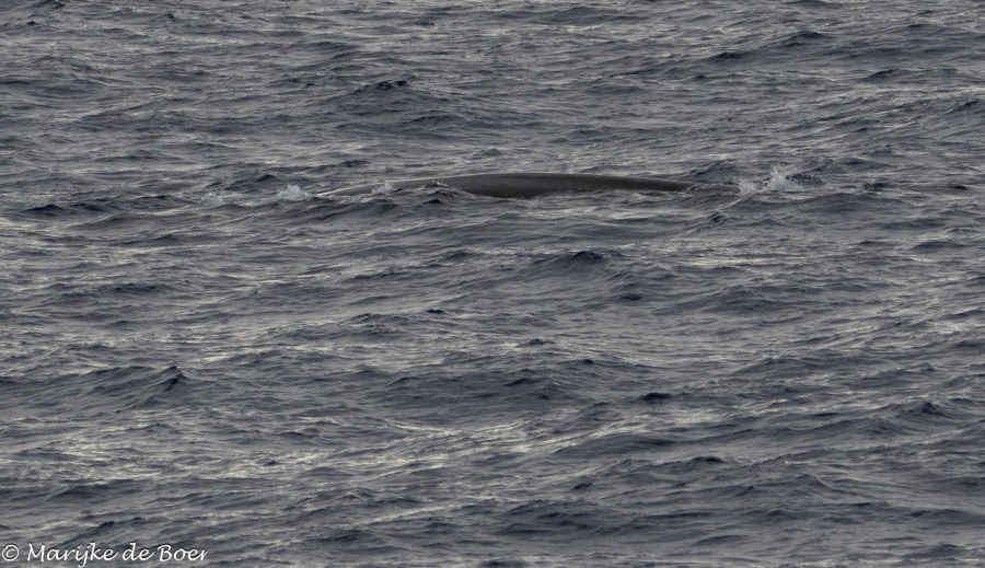 HDS31-24, Day 4, Fin whale_20240331-398A6517 © Marijke de Boer - Oceanwide Expeditions.jpg