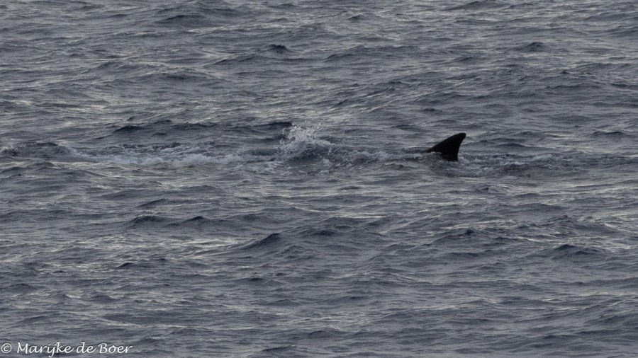 HDS31-24, Day 4, Fin whale_20240331-398A6518 © Marijke de Boer - Oceanwide Expeditions.jpg