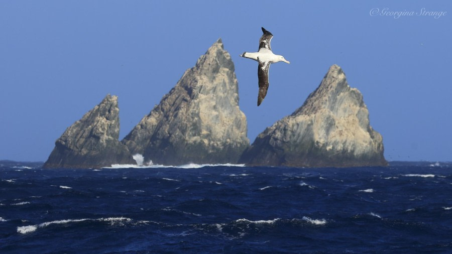 At sea towards South Georgia, Shags rocks