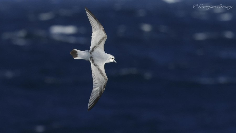 HDS31-24, Day 5, 5A8A3201-Edit © Georgina Strange - Oceanwide Expeditions.jpg