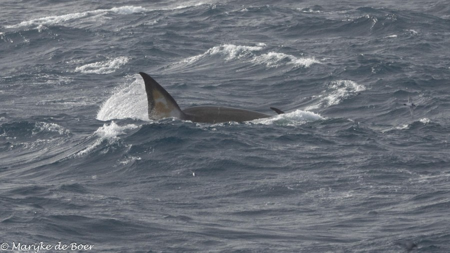 HDS31-24, Day 5, FIn whale_side feeding_20240401-398A6751 © Marijke de Boer - Oceanwide Expeditions.jpg