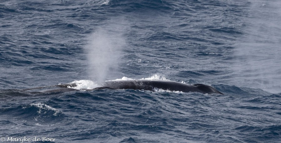 HDS31-24, Day 5, Mother and calf fin whale_20240401-398A6779 © Marijke de Boer - Oceanwide Expeditions.jpg