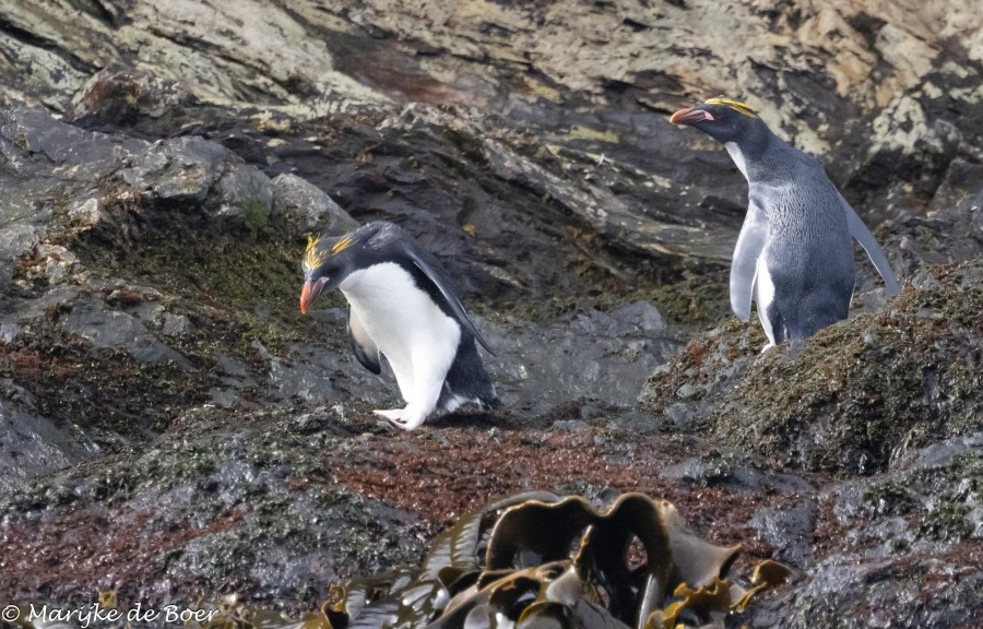 HDS31-24, Day 8, Macaroi_20240404-398A7145 © Marijke de Boer - Oceanwide Expeditions.jpg