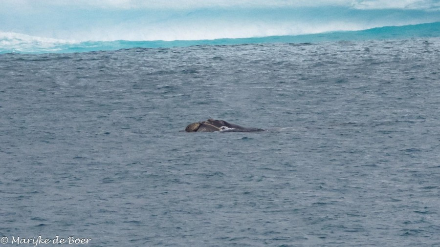 HDS31-24, Day 8, Southern right whale_20240404-398A7052 © Marijke de Boer - Oceanwide Expeditions.jpg