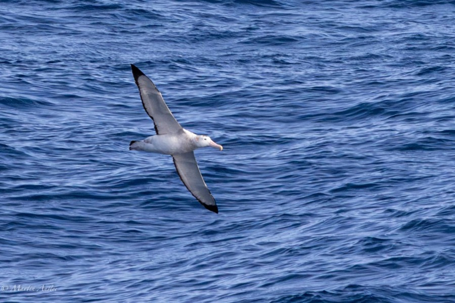 HDS31-24, Day 10, 088A7236-Enhanced-NR © Martin Anstee - Oceanwide Expeditions.jpg