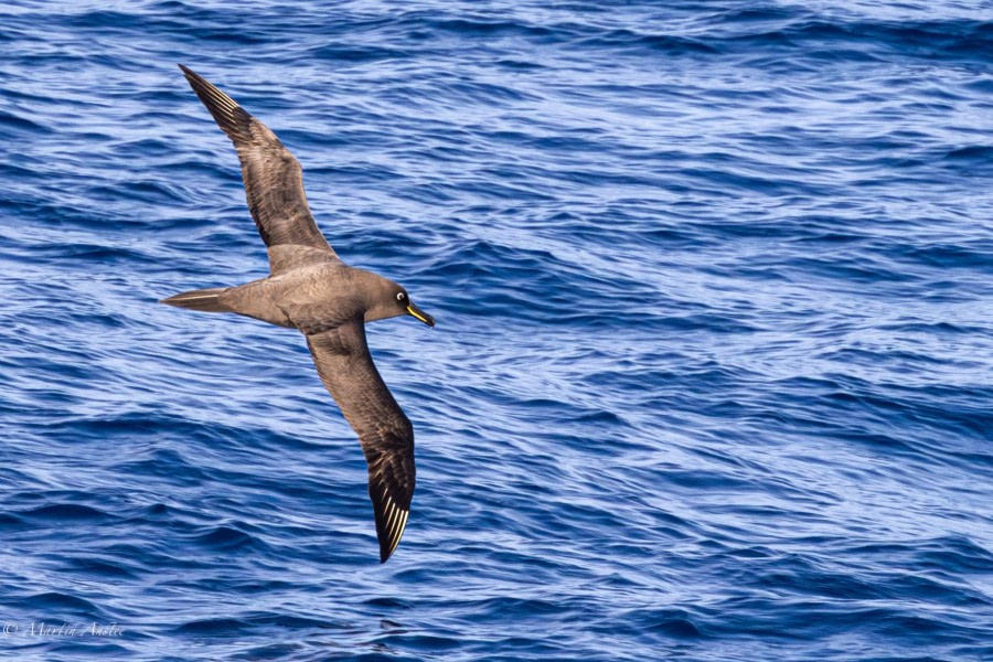 At Sea towards Gough Island