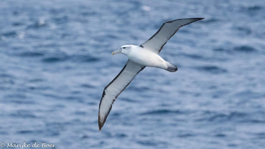 At sea towards Gough Island