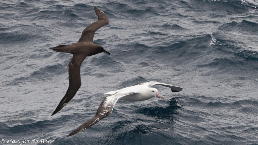 HDS31-24, Day 13, 20240409-398A7744 © Marijke de Boer - Oceanwide Expeditions.jpg