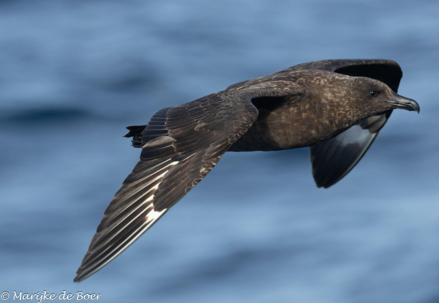 HDS31-24, Day 14, Tristan Skua_20240410-398A7763 © Marijke de Boer - Oceanwide Expeditions.jpg