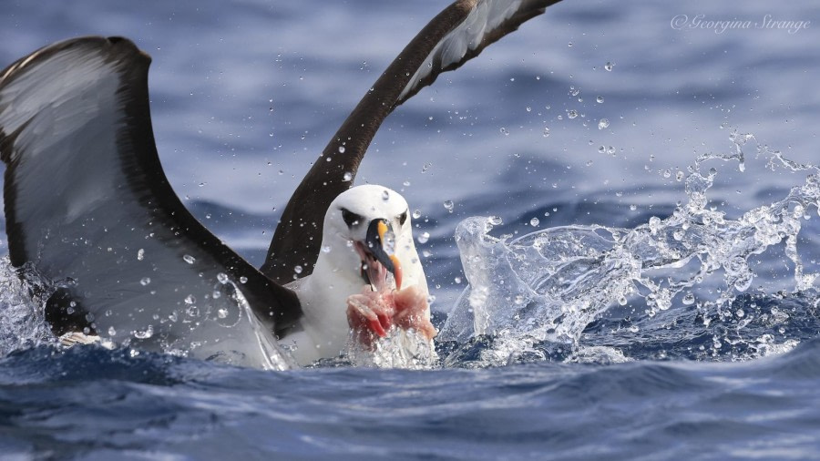 HDS31-24, Day 15, 5A8A7586-Edit © Georgina Strange - Oceanwide Expeditions.jpg