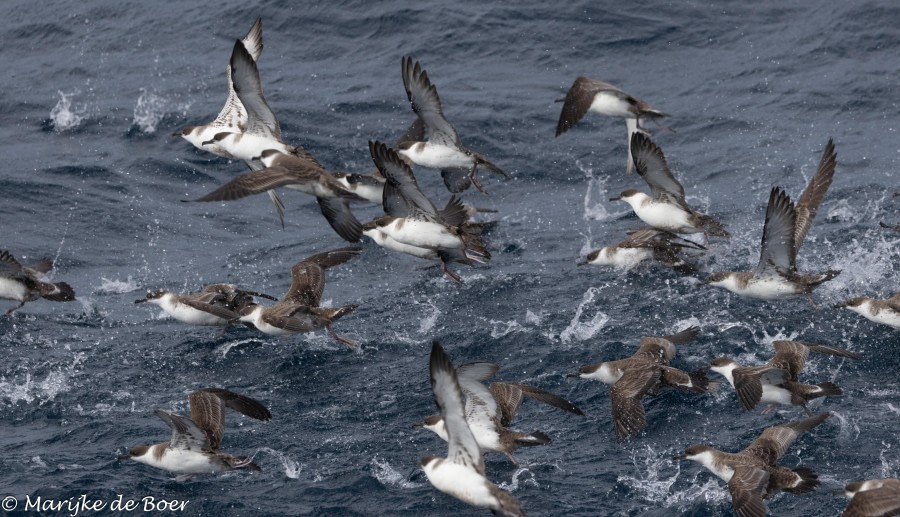 HDS31-24, Day 16, Great Shearwater_20240412-398A7880 © Marijke de Boer - Oceanwide Expeditions.jpg