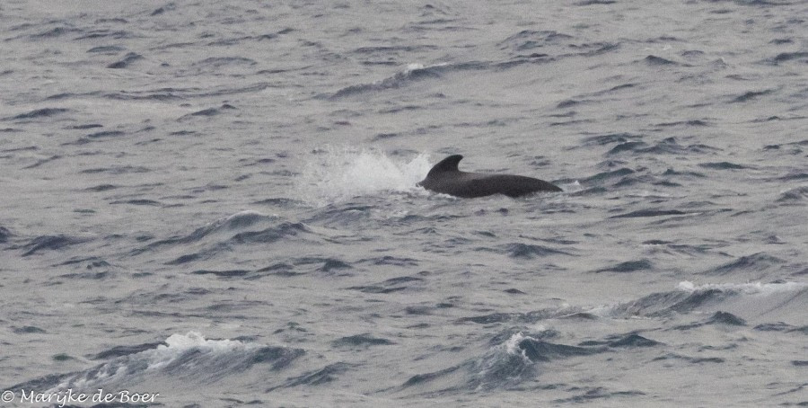 HDS31-24, Day 16, Pilot whale_20240412-398A7978 © Marijke de Boer - Oceanwide Expeditions.jpg