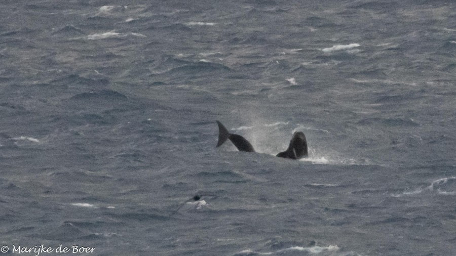 HDS31-24, Day 16, Pilot whale_20240412-398A8031 © Marijke de Boer - Oceanwide Expeditions.jpg