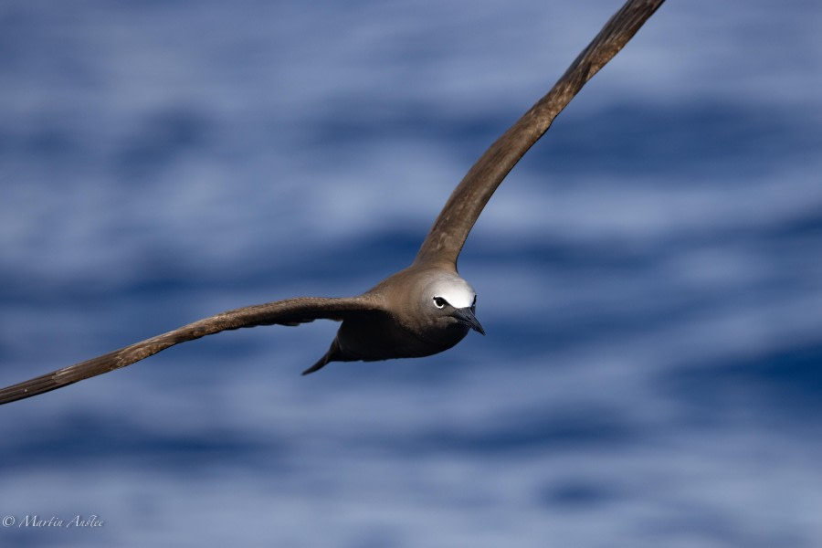 HDS31-24, Day 22, 180424 (17) © Martin Anstee - Oceanwide Expeditions.jpg