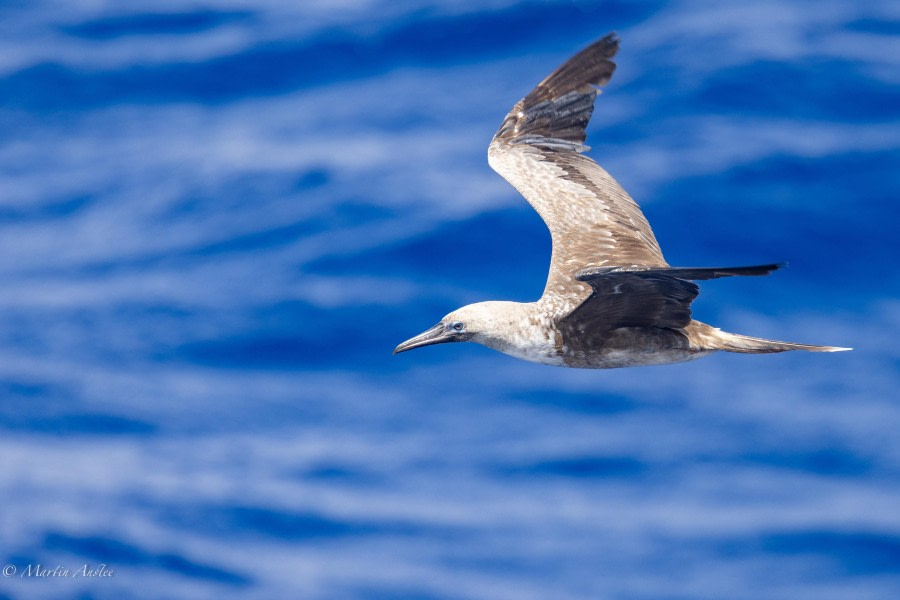 HDS32-24, Day 28, 088A8710 © Martin Anstee - Oceanwide Expeditions.jpg