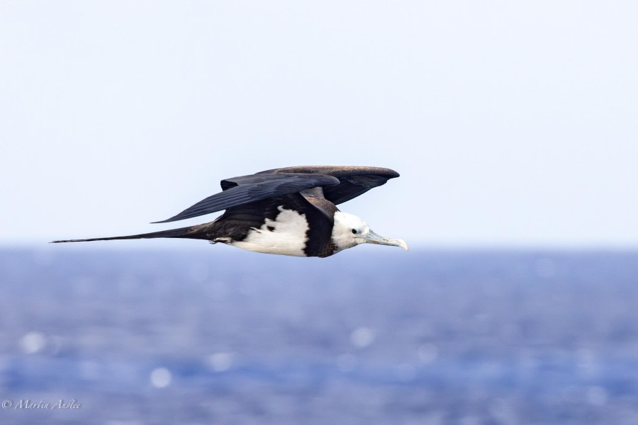 HDS32-24, Day 28, 088A8850-Enhanced-NR © Martin Anstee - Oceanwide Expeditions.jpg