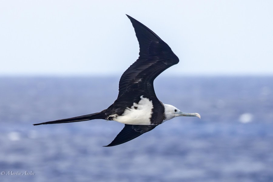 HDS32-24, Day 28, 088A8854-Enhanced-NR © Martin Anstee - Oceanwide Expeditions.jpg