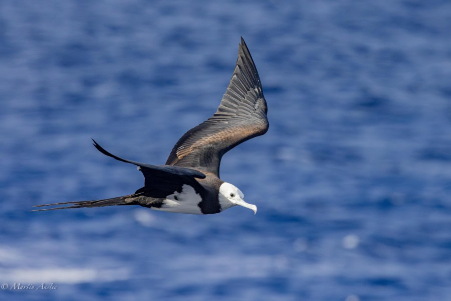 HDS32-24, Day 28, 088A8899-Enhanced-NR © Martin Anstee - Oceanwide Expeditions.jpg