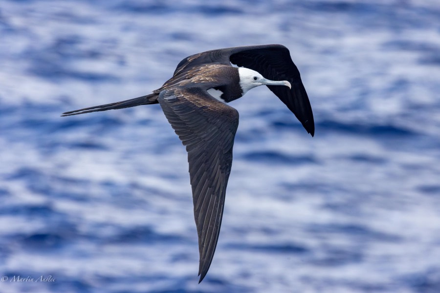 HDS32-24, Day 28, 088A8905-Enhanced-NR © Martin Anstee - Oceanwide Expeditions.jpg