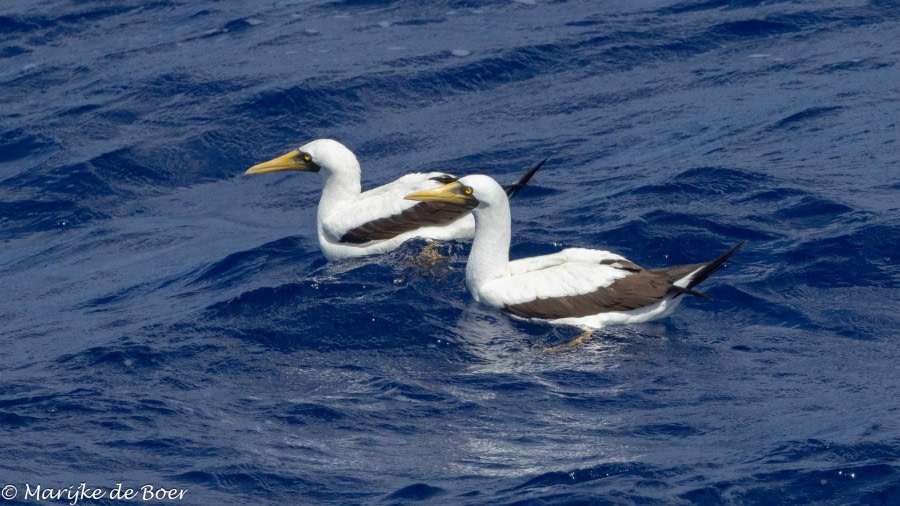 HDS32-24, Day 28, masked booby_20240424-398A9968 © Marijke de Boer - Oceanwide Expeditions.jpg