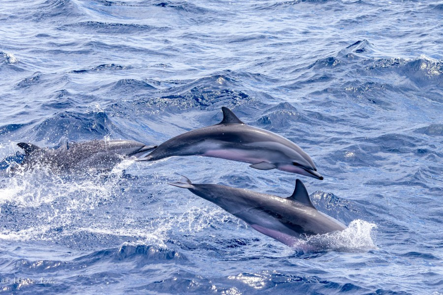 HDS32-24, Day 29, 088A9060-Enhanced-NR © Martin Anstee - Oceanwide Expeditions.jpg