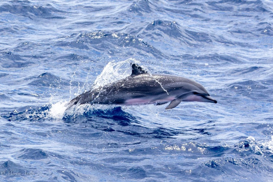 At sea towards Cape Verde