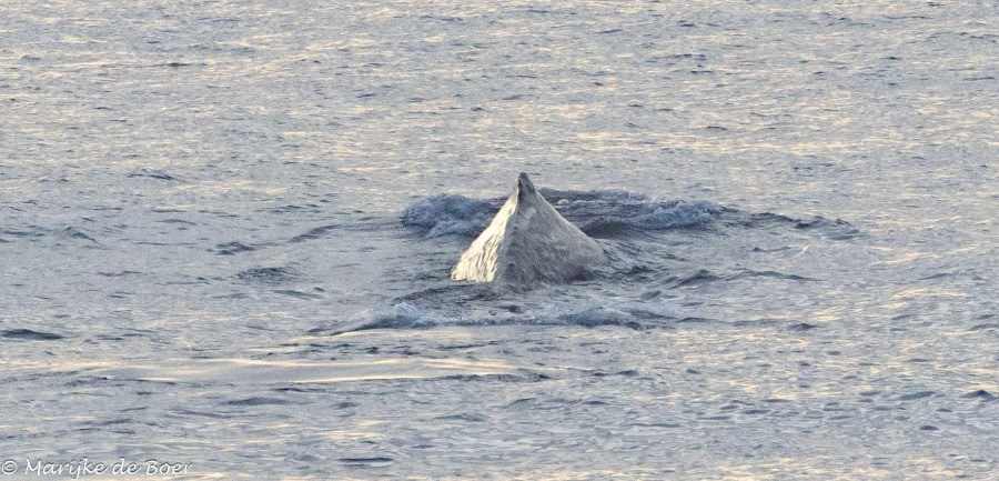 HDS32-24, Day 29, Sperm whale_20240425-398A0022 © Marijke de Boer - Oceanwide Expeditions.jpg