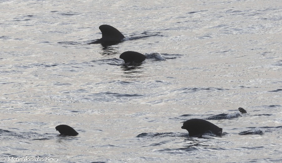 HDS32-24, Day 30, pilot whale_20240426-398A0493 © Marijke de Boer - Oceanwide Expeditions.jpg