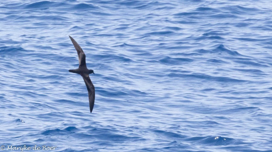 HDS32-24, Day 31, Buwlers petrel_20240427-398A1117 © Marijke de Boer - Oceanwide Expeditions.jpg