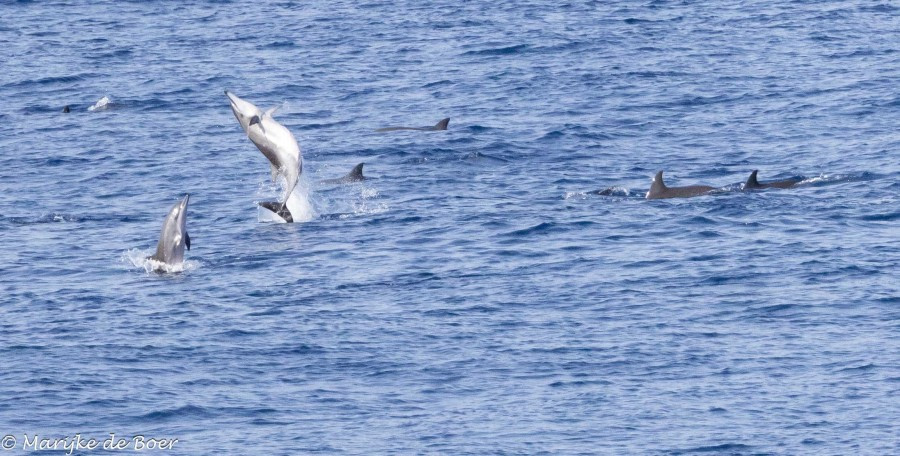 HDS32-24, Day 31, Clymene dolphins_20240427-398A1331 © Marijke de Boer - Oceanwide Expeditions.jpg