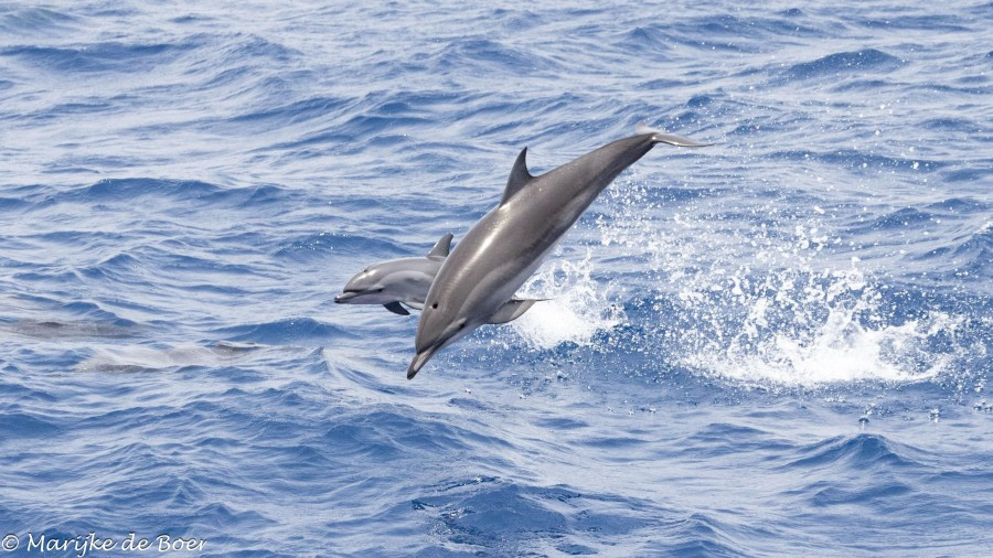 HDS32-24, Day 32, baby clymene dolphin_20240428-398A1458 © Marijke de Boer - Oceanwide Expeditions.jpg