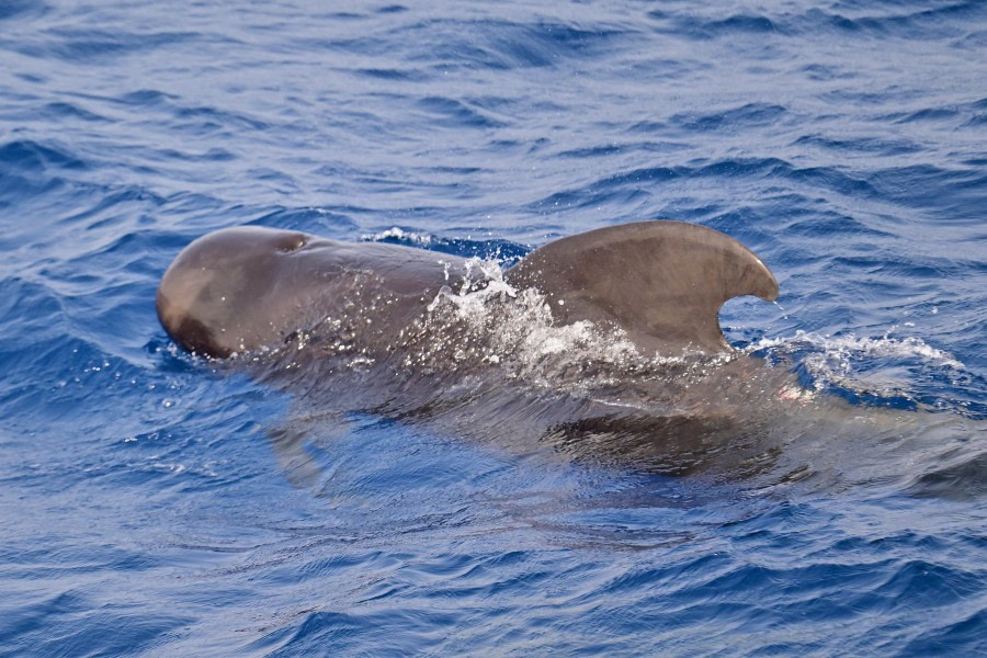 HDS32-24, Day 32, Pilot Whale © Andrew Crowder - Oceanwide Expeditions.jpeg