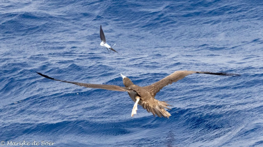 HDS32-24, Day 33, Brown booby_20240429-398A1930 © Marijke de Boer - Oceanwide Expeditions.jpg