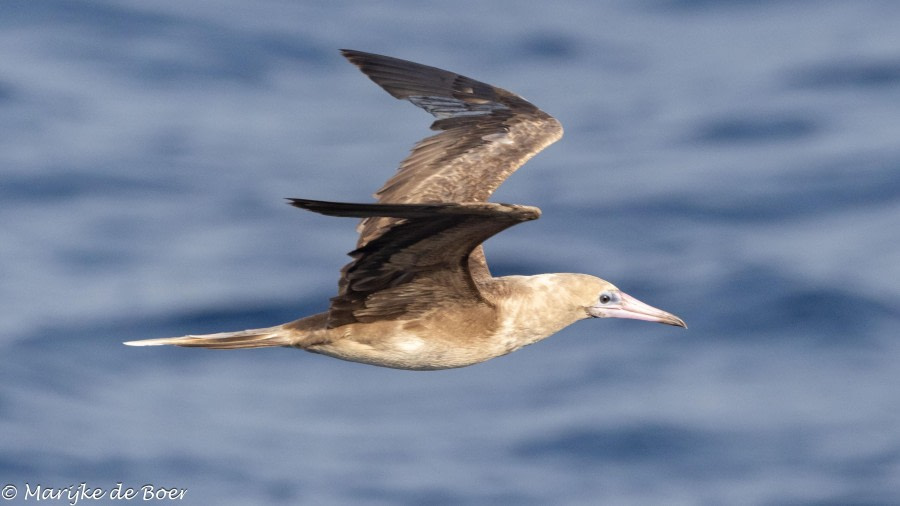 HDS32-24, Day 33, Red-footed booby_20240429-398A1664 © Marijke de Boer - Oceanwide Expeditions.jpg