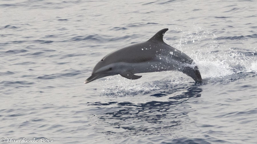 HDS32-24, Day 34, Pantropical spotted dolphin_20240430-398A2235 © Marijke de Boer - Oceanwide Expeditions.jpg