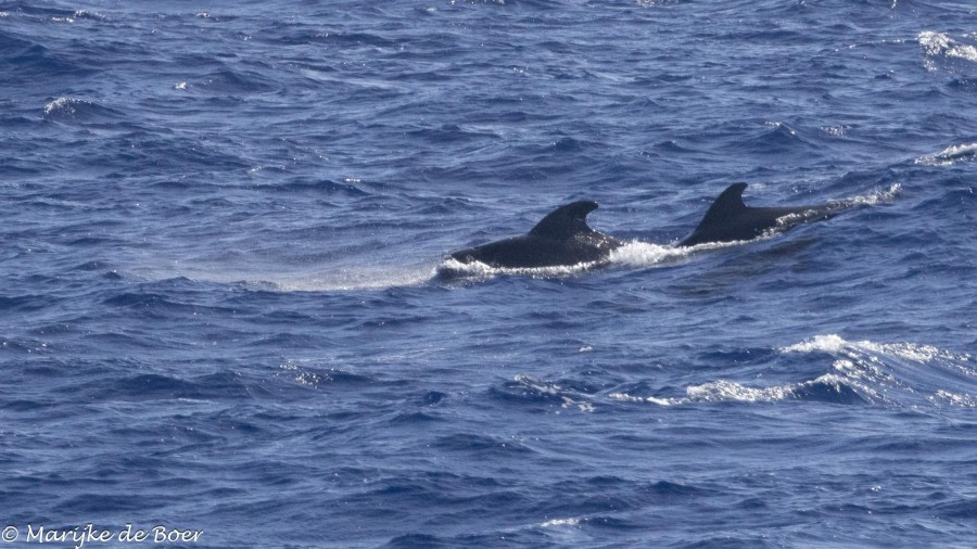 HDS32-24, Day 25, SHort-finned pilot whale_20240421-398A8919 © Marijke de Boer - Oceanwide Expeditions.jpg