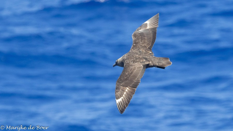 HDS32-24, Day 25, SOuth POlar SKua_20240421-398A8983 © Marijke de Boer - Oceanwide Expeditions.jpg