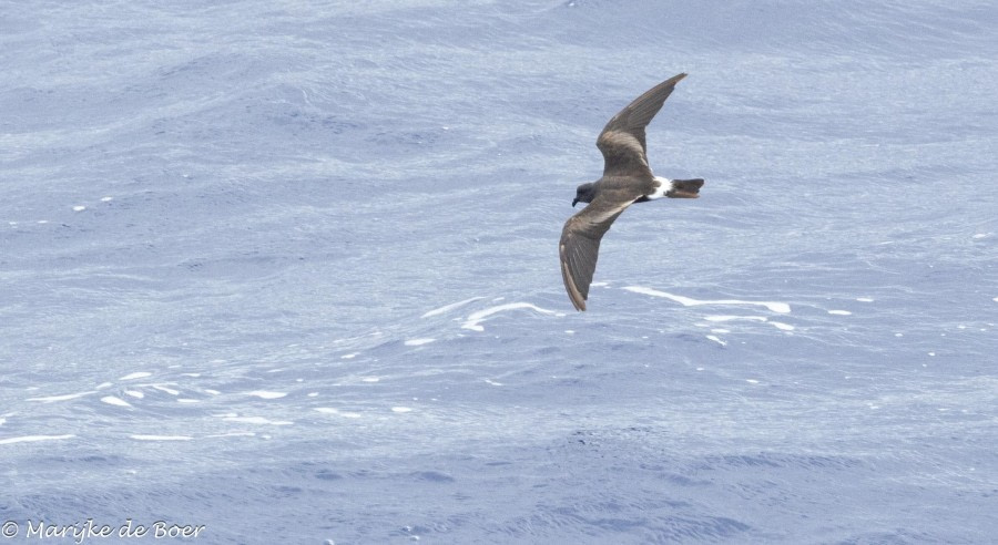 HDS32-24, Day 26, Band-rumped stormpetrel_20240422-398A9050 © Marijke de Boer - Oceanwide Expeditions.jpg