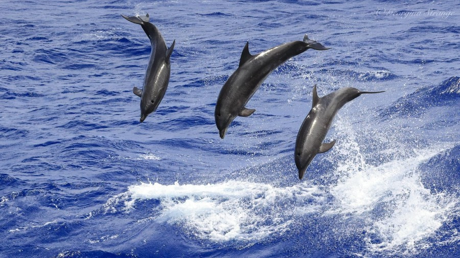 Boatswain and Ascension Island