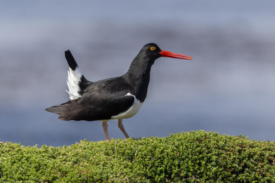 Magellanic Oystercatcher on Carcass Island